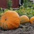Pumpkin koristi in poškodbe
